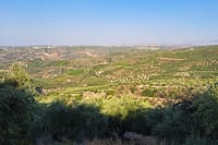 Wine Raki Olive Oil Tasting and Pottery - Private Tour  8