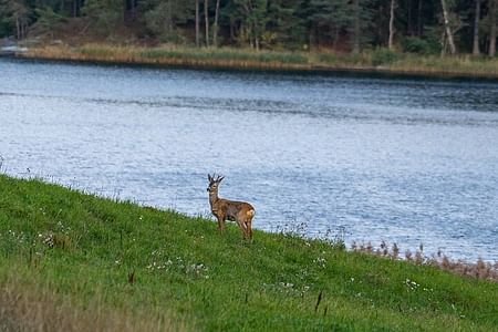 Wildlife Safari Adventure in Stockholm – Experience Sweden’s Majestic Animals