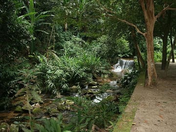 Tijuca Rainforest