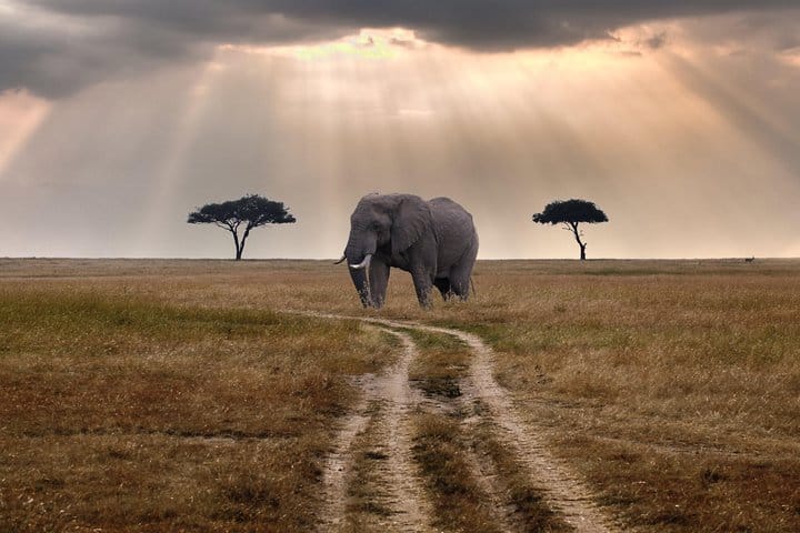 Elephants in the wild