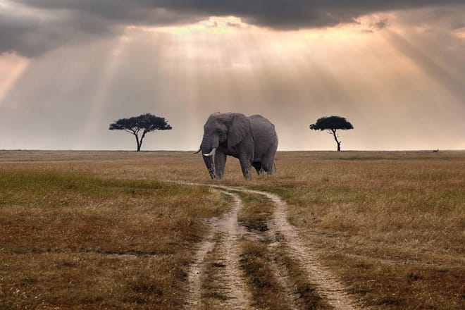 Elephants in the wild
