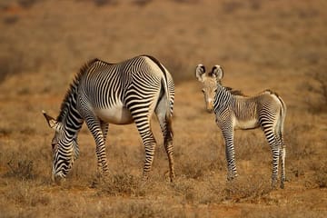 4-Day Safari Adventure in Nairobi and Samburu National Reserve