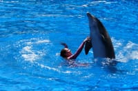 Agadir Dolphin Show & Crocodile Parc | 1 Day : Private & Luxury 4