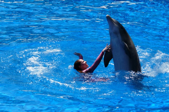 Agadir Dolphin Show & Crocodile Parc | 1 Day : Private & Luxury 4