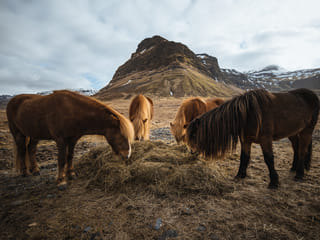 Snæfellsnes Peninsula | Private Tour | Photo Package Included, photo 7
