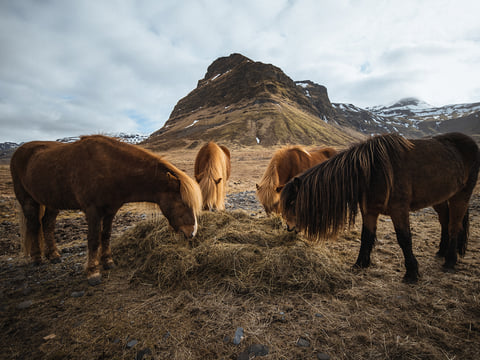 Snæfellsnes Peninsula | Private Tour | Photo Package Included, photo 7