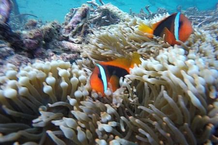 Private Snorkeling Adventure and East Bali Exploration