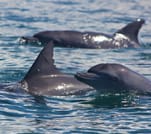 Kizimkazi Dolphin Tour in Zanzibar 3