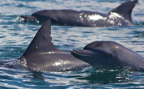 Dolphin Watching and Snorkeling Tour in Kizimkazi, Zanzibar