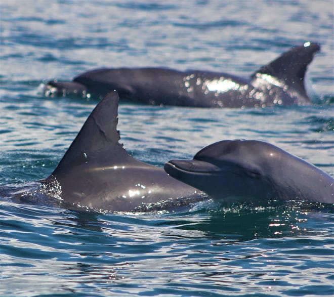 Kizimkazi Dolphin Tour in Zanzibar photo 3