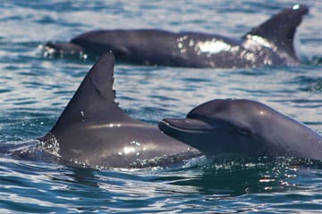 Dolphin Watching and Snorkeling Tour in Kizimkazi, Zanzibar