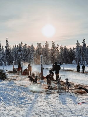 2 Hour Husky experience - 10km Husky Safari & Farm Visit
