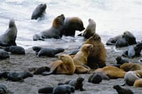 Sea Lions in Peninsula Valdes