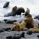 Sea Lions in Peninsula Valdes