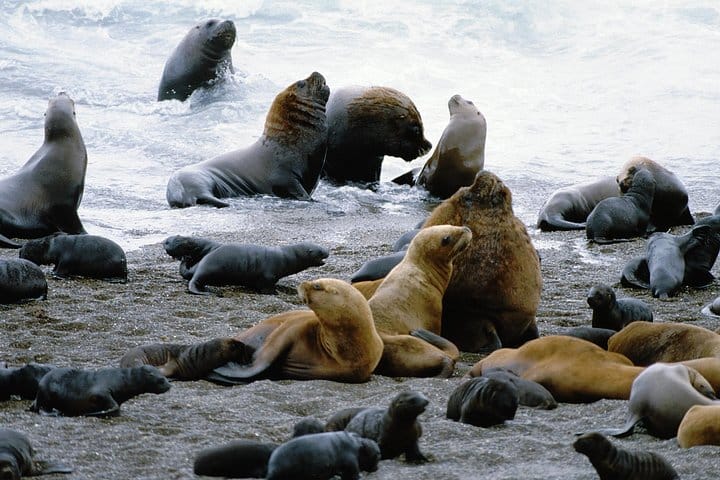 Sea Lions in Peninsula Valdes