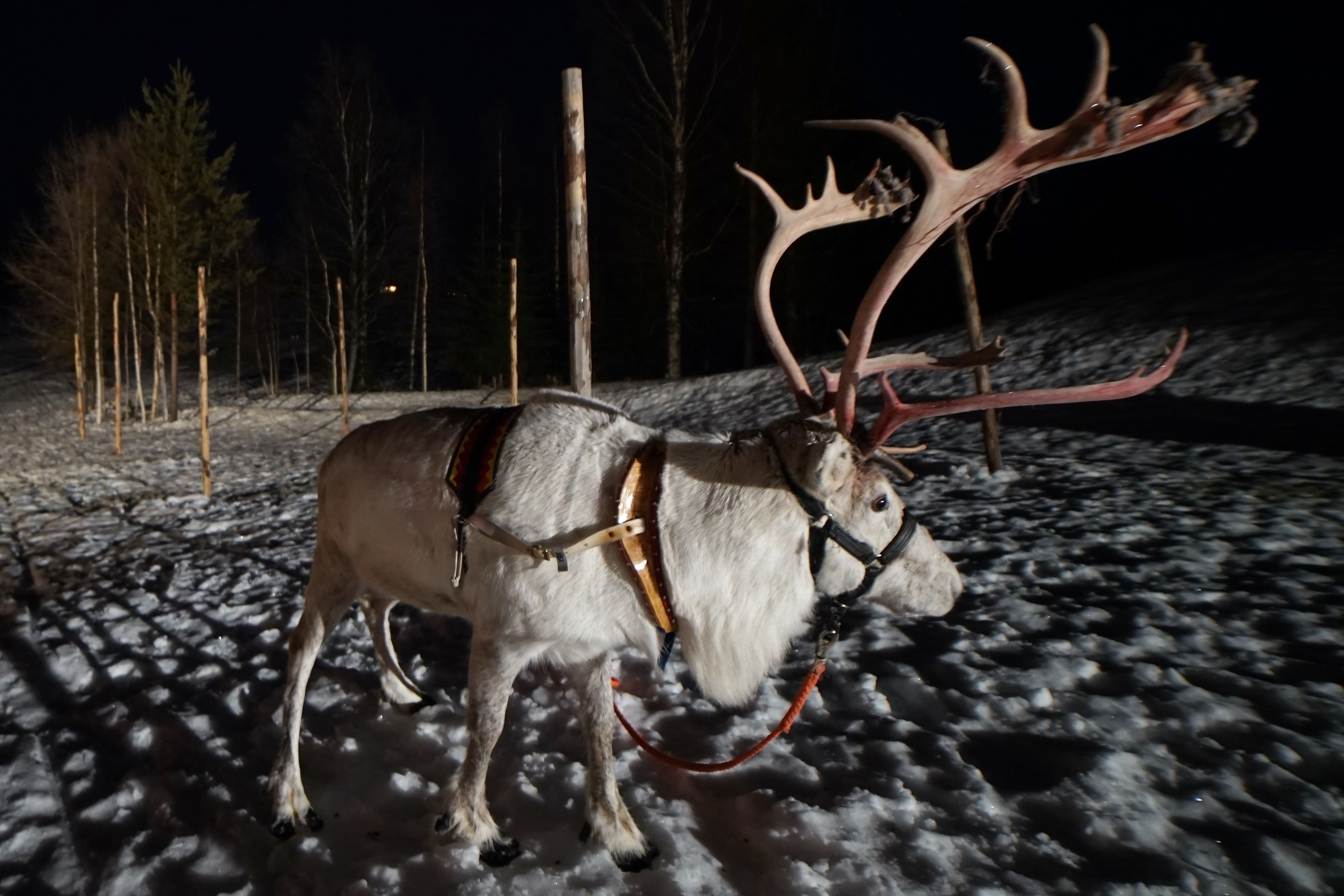At the reindeer farm in the night...