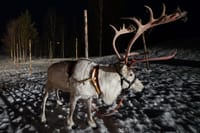 At the reindeer farm in the night...