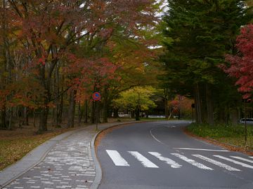From Tokyo: Nikko Private Day Tour