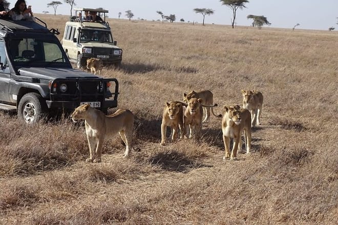 tourists enjoying the view of lions