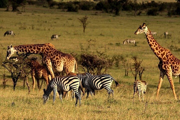 Serengeti National Park Safari: Experience the Great Migration and Big 5