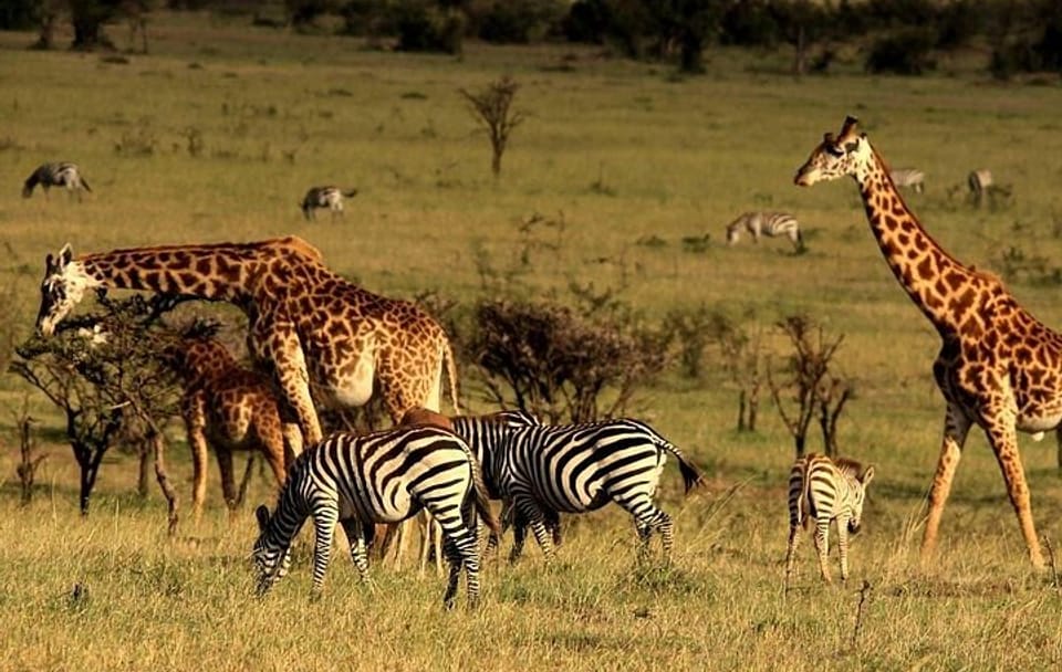 Serengeti National Park Camping Safari in Tanzania Multi Day Tour