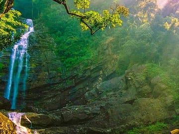 Bird Watching Day Tour in Sinharaja Rainforest from Colombo