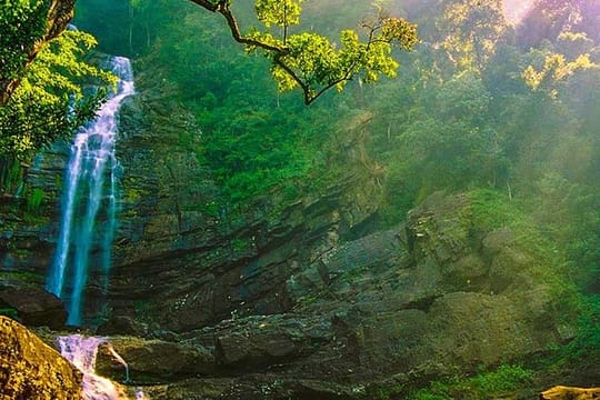 Sinharaja Bird Watching Day Tour from Colombo