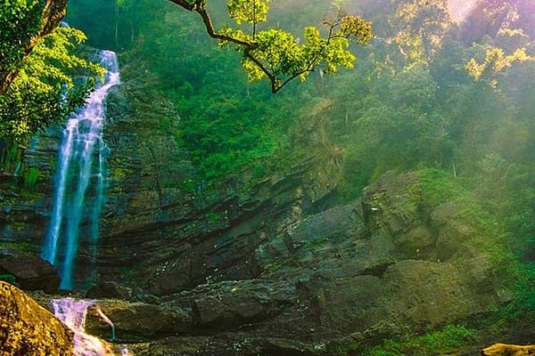 Sinharaja Bird Watching Day Tour from Colombo