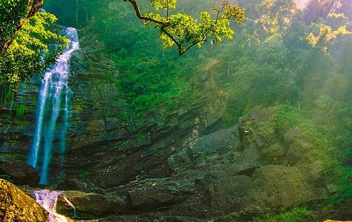 Sinharaja Bird Watching Day Tour from Colombo