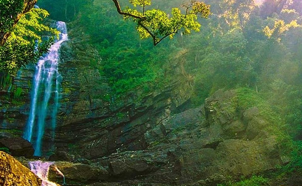 Bird Watching Day Tour in Sinharaja Rainforest from Colombo