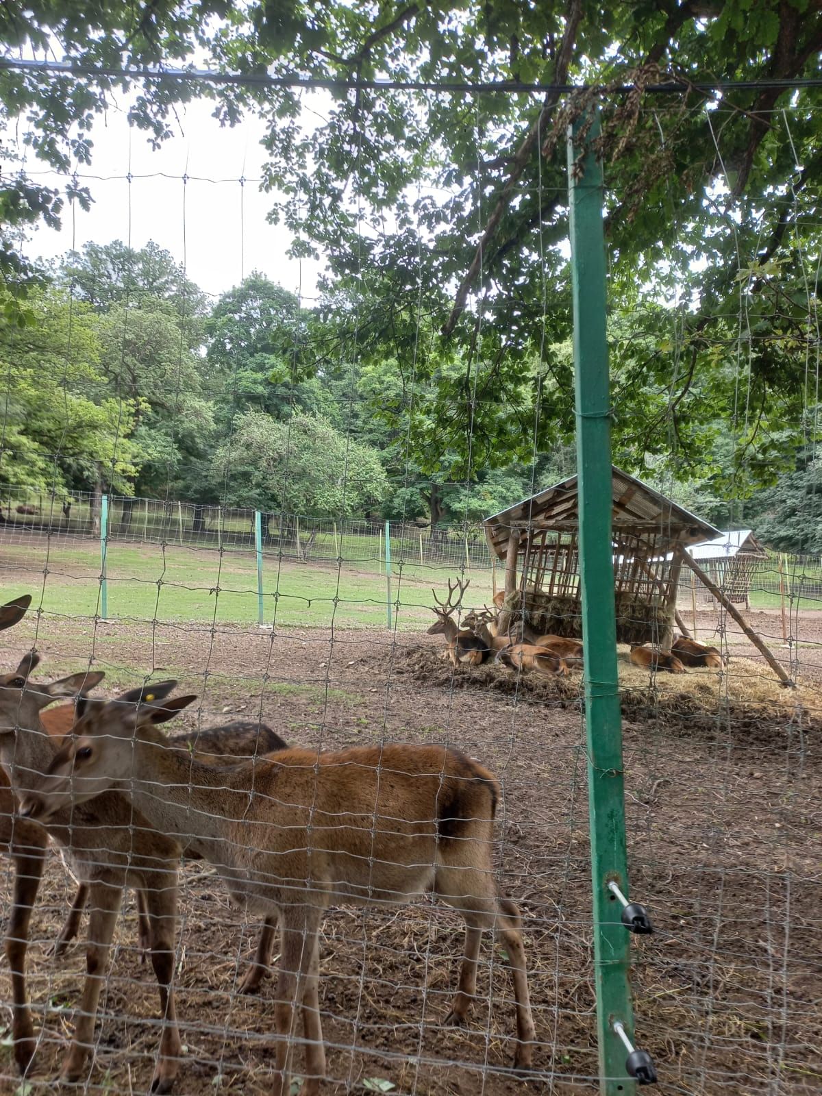 Georgia and Armenia Tour deer breeding center at Dilijan national park, 
