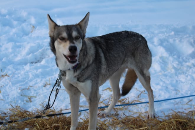 1,5 hour husky experience - 5km Husky Safari & Farm Visit 10
