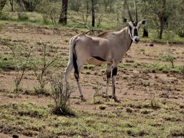 2-Day Awash National Park Safari & Doho from Addis Ababa