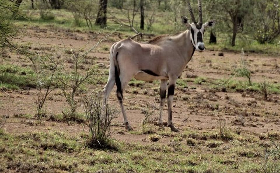 2-Day Awash National Park Safari & Doho from Addis Ababa