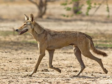 Blackbuck Safari and Birdwatching in Velavadar from Ahmedabad