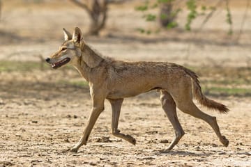 Blackbuck Safari and Birdwatching in Velavadar from Ahmedabad