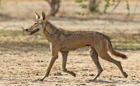 Blackbuck Safari and Birdwatching in Velavadar from Ahmedabad