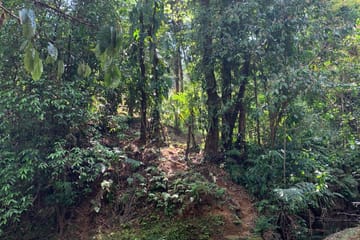 Corcovado National Park Day Adventure in Drake Bay