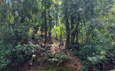 Corcovado National Park Day Adventure in Drake Bay