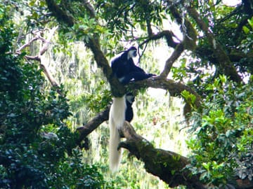 From Arusha: Mount Kilimanjaro Day Hikes