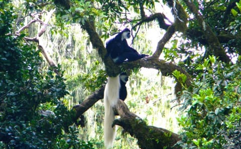 From Arusha: Mount Kilimanjaro Day Hikes