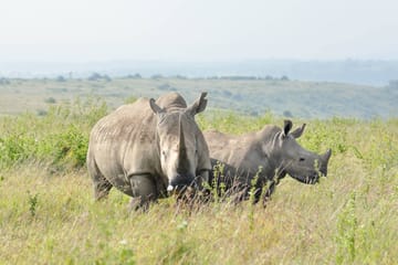 Nairobi National Park Full Day Adventure Tour