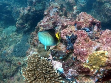 Night Diving Adventure in Negombo, Sri Lanka