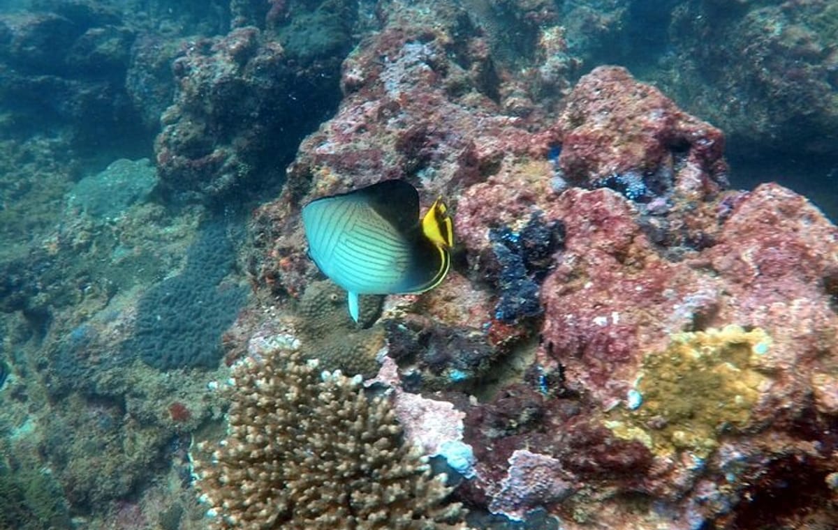 Night Diving in Negombo