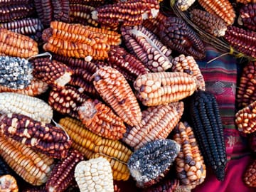 Cultural Exploration Tour of Lima and Cusco, Peru