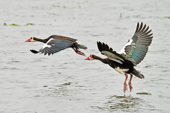 7-Day Birding, Murchison Fall Royal Mile and Big Five