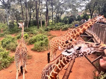 Giraffe Centre Kazuri Beads Maasai Collection Shopping Excursion