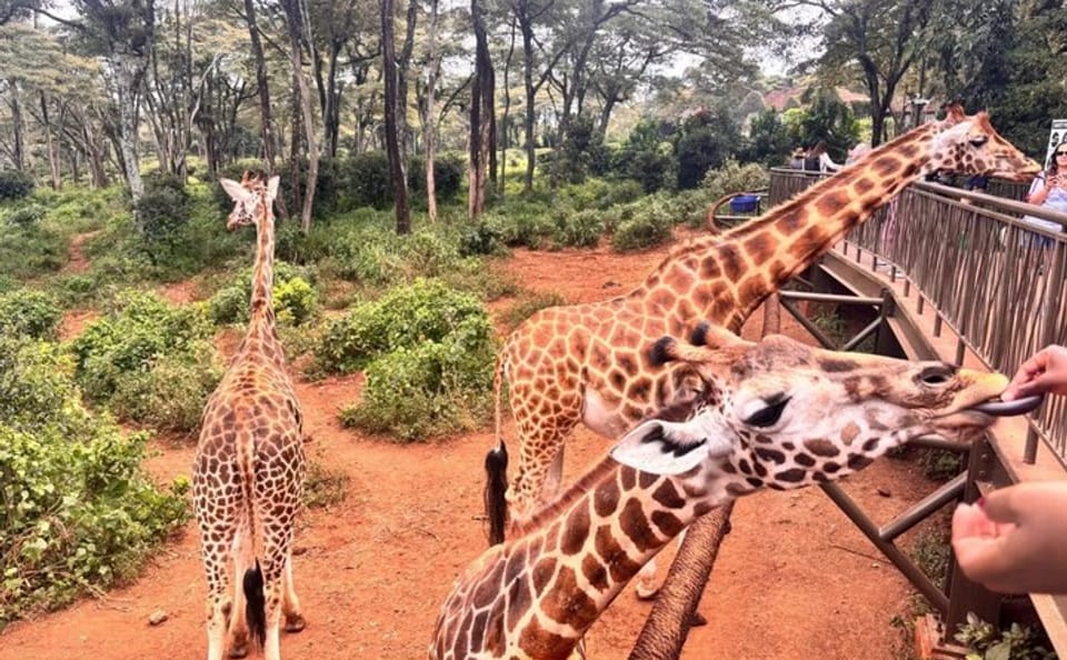 Giraffe Centre Kazuri Beads Maasai Collection Shopping Excursion