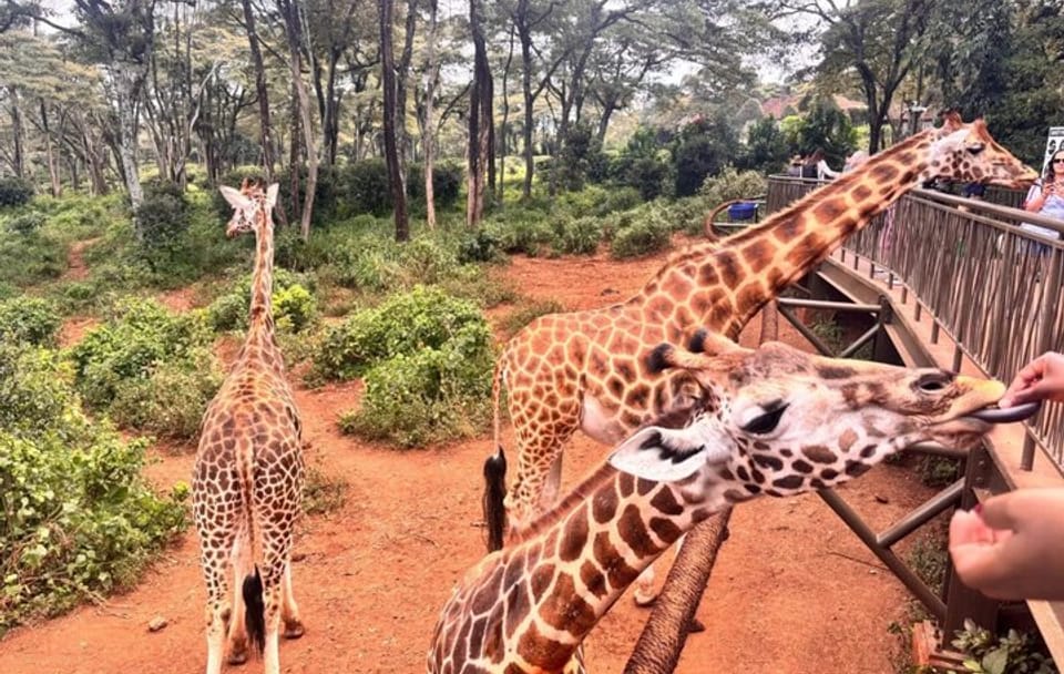 Giraffe Centre Kazuri Beads Maasai Collection Shopping Excursion