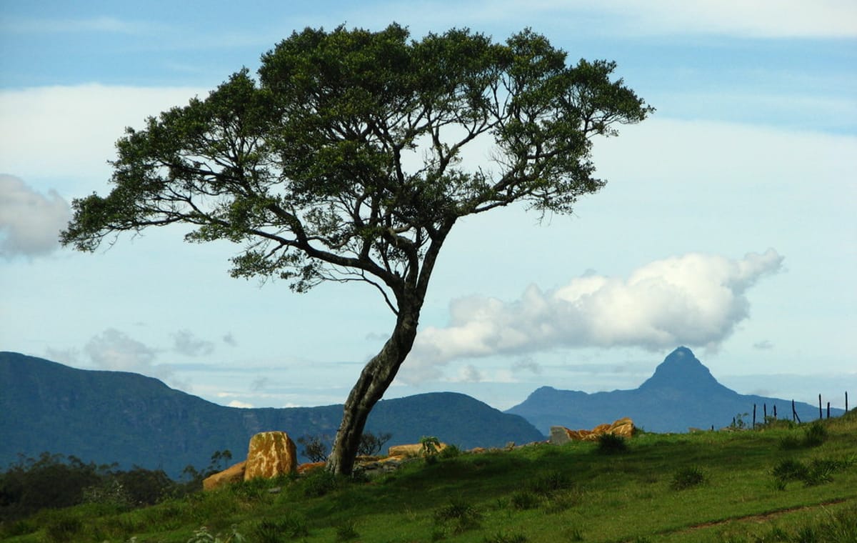 03 Day Nuwara Eliya & Ambewela Tour